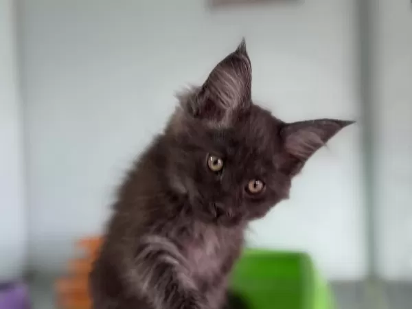 Show Kalite Sçr Belgeli Maine Coon Yavrularımız