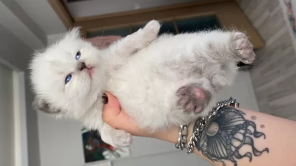 Eskişehir Tepebaşından British Longhair