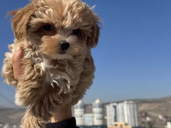 Petmode Köpek Çiftliğinde Ziyarete Açık Maltipoo