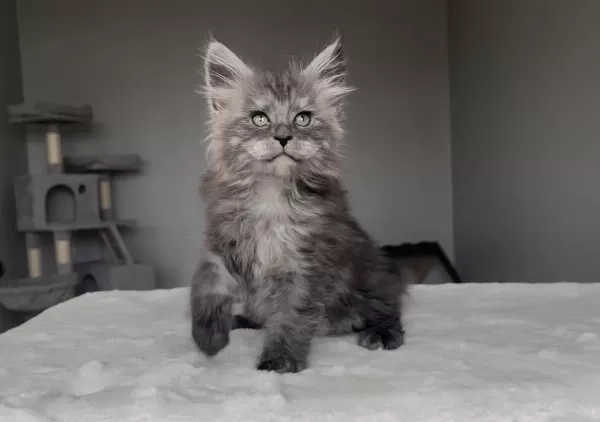 Blacksmoke Maine Coon Yavruları Granddesign Cattery