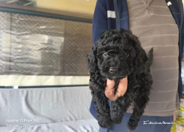 Bitter Çikolatalı Poodle