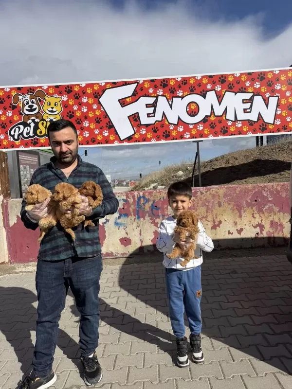 Toy Poodle Yavrular Maltipolar Maltes Morkie Ankarada