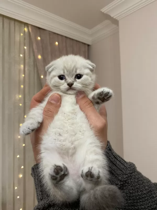 Güzel Bebek Kedilerim