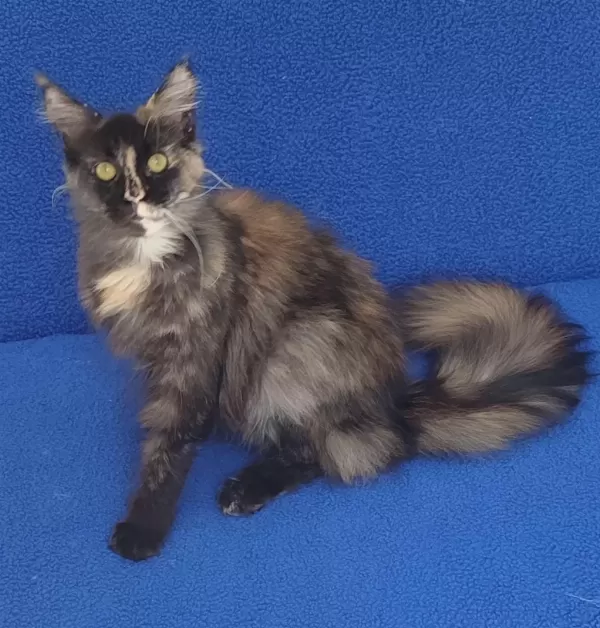 Süper Dişi Maine Coon Kaçmaz Güzellik