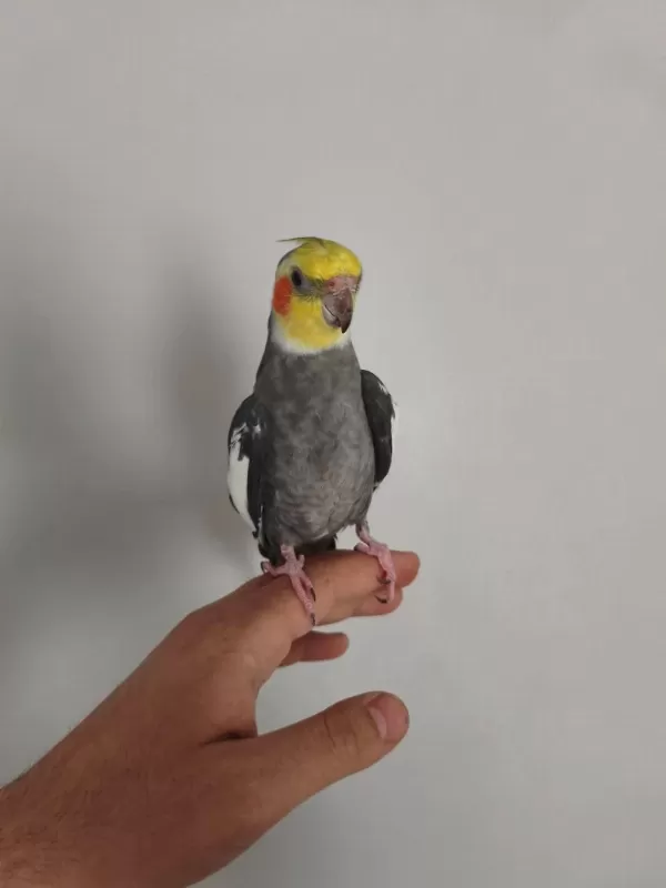 Satılık Konuşan Takım Sultan Papağanı