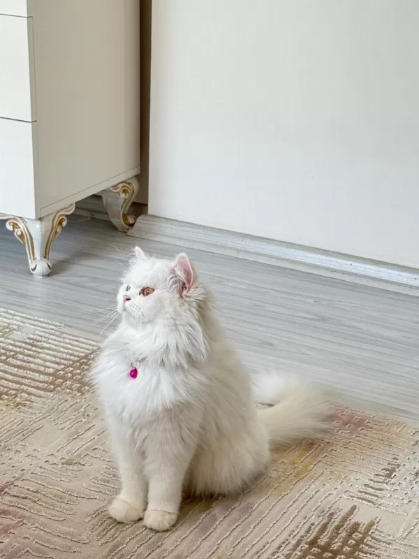 Van Kedisi Dişi Tuvalet Eğitimli