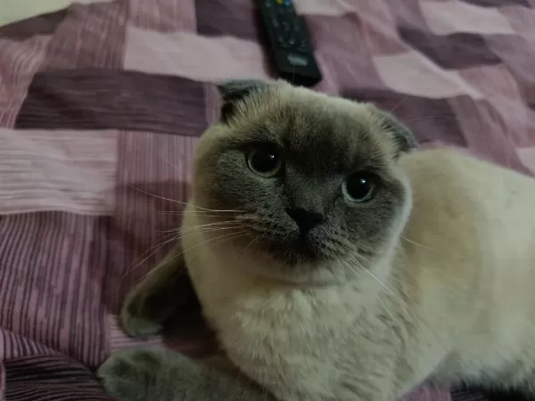 Çok Uysal Bakimli Temiz Eğitimli Güzel Gözlü Scottish Fold