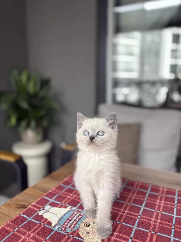 Britiah Shorthair Bkue Point Yavrularim