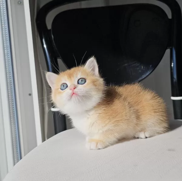 Safkan Golden British Shorthair
