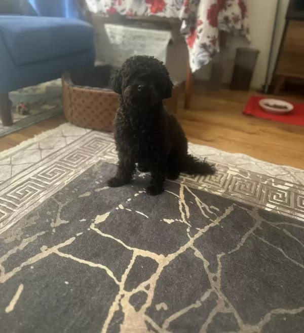 2.5 Yaşında Dişi Poodle