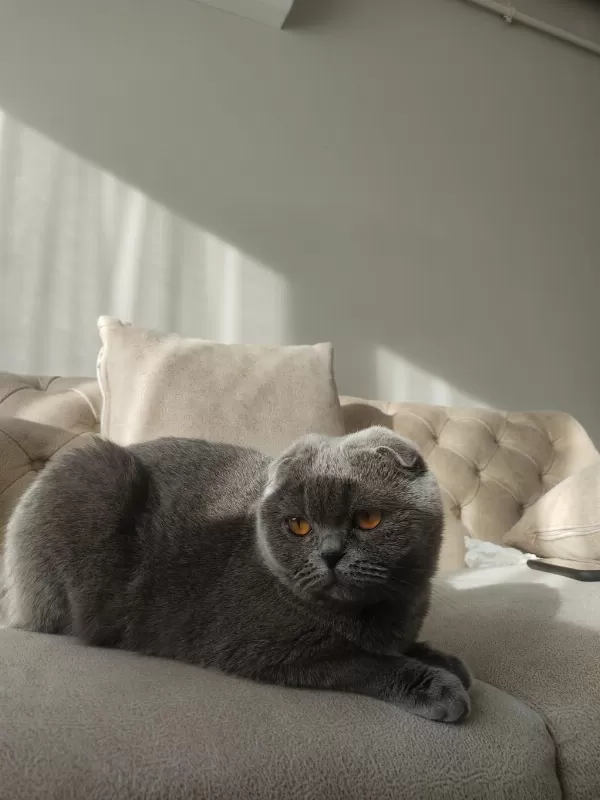 Scottish Fold Çok Uysal Prensesimiz