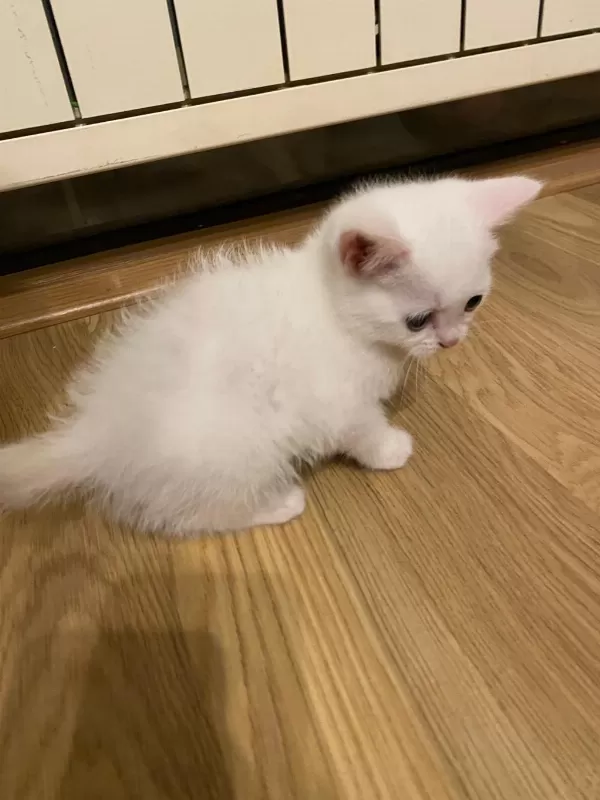 2 Aylık Van Kedimiz Var Cinsiyeti Kız