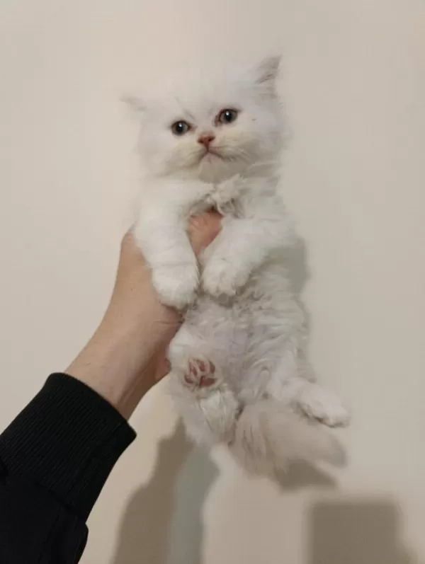 Erkek British Longhair Ayıcık Surat Bebek