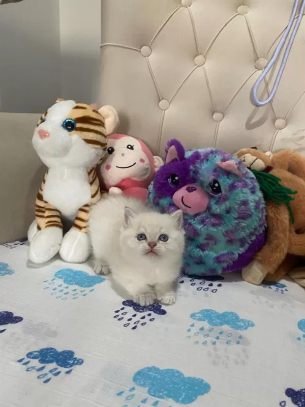 British Shorthair Ve British Longhair Çok Tatlı Bebekler