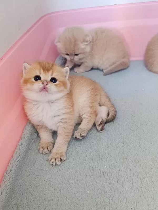 British Shorthair Golden Erkek