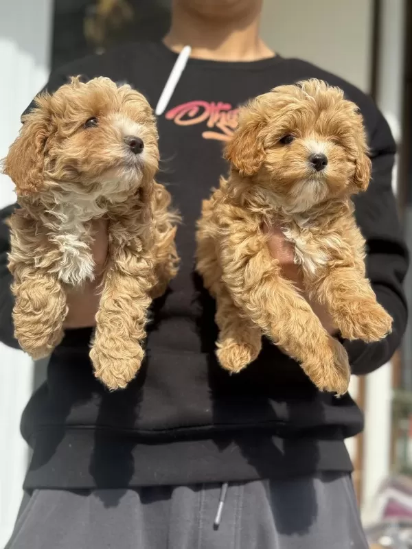 Ankarada Ziyarete Açık Maltipoo Yavrularımız