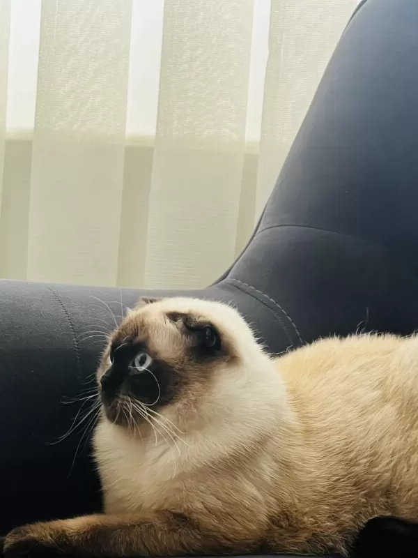 2 Yaşında Eğitimli Scottish Fold