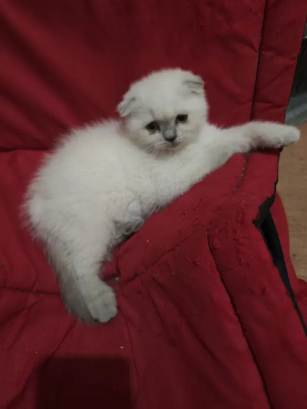 Scottish Fold Dişi Acil Sahiplendirilecek
