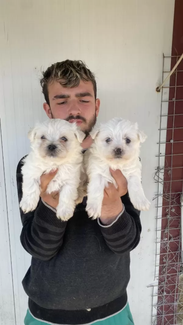 0 Numara Beyaz Maltese Terrier Yavrular
