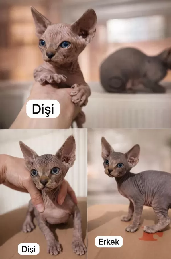 Nadir İrk Kanada Sphynx Yavrularımız
