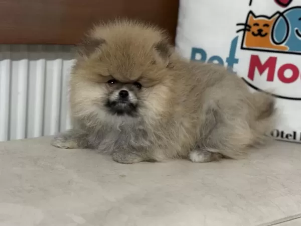 Ankaranın En Elit Pomeranian Yavruları Ziyarete Açık