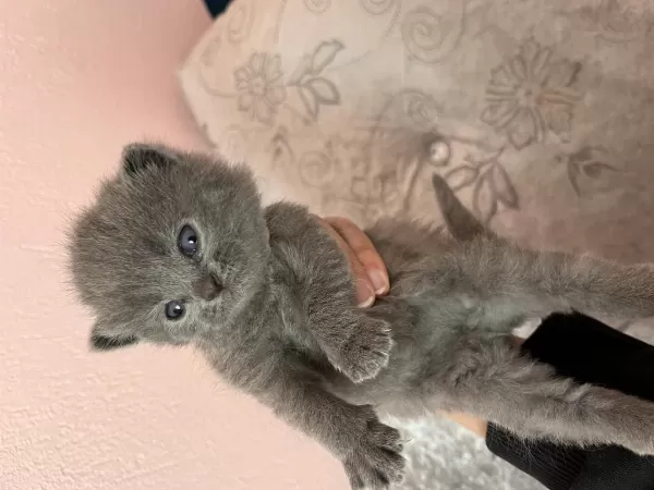 British Shorthair Yavru