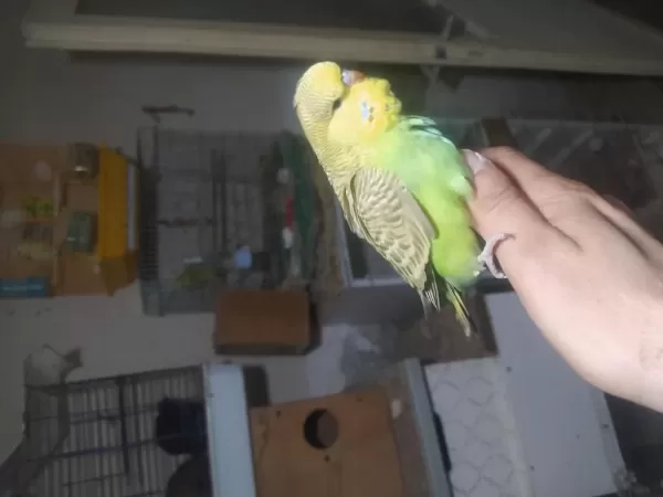Show Jumbo Muhabbet Kuşu