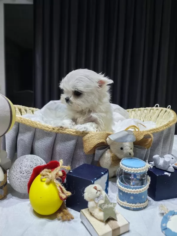 A Scrli Babadan Kore Maltese Bebekler