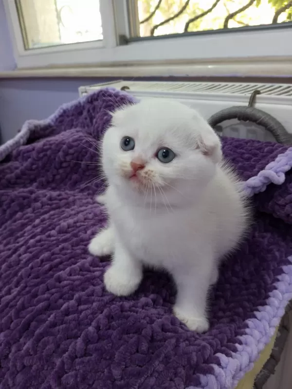 Scottish Fold Ve Straight Silver Yavrular Safkan