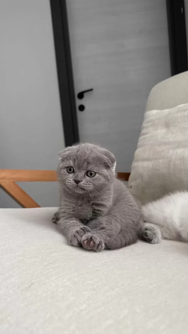 Scottish Fold 55 Günlük Dişi