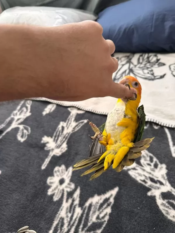 Full Evcil Maskot Caique