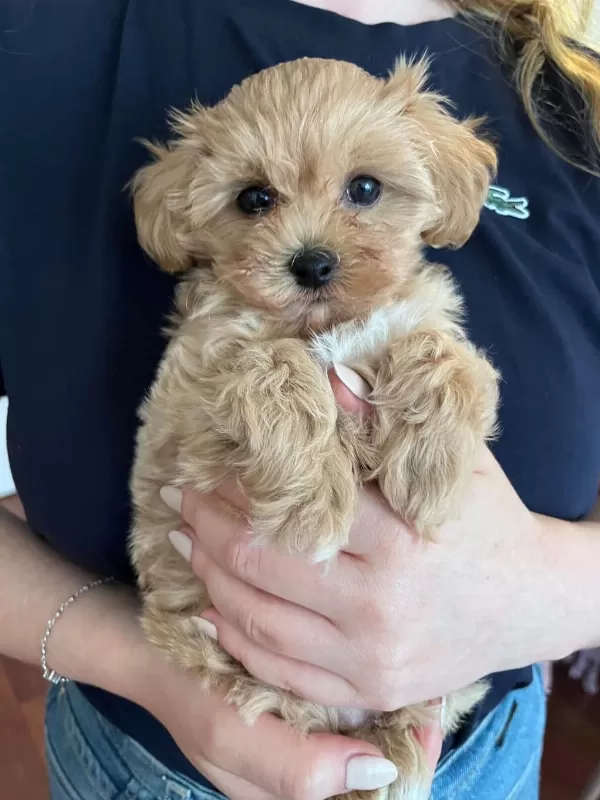 Evde Büyüyen Bebek Yüzlü Maltipoo Kızım
