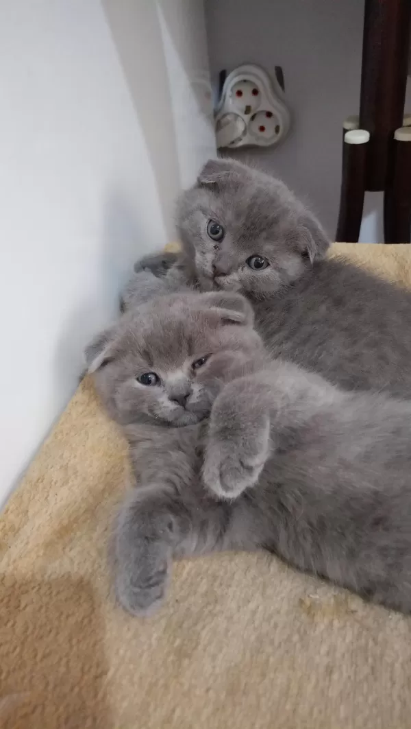 Sahibinden Scottish Fold Yavrular