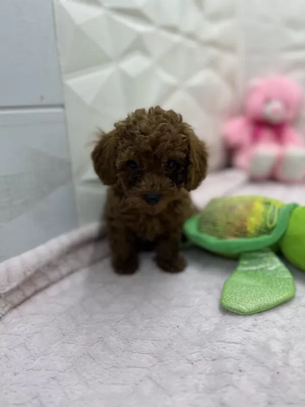 2.5 Aylık Toy Poodle Bebekler