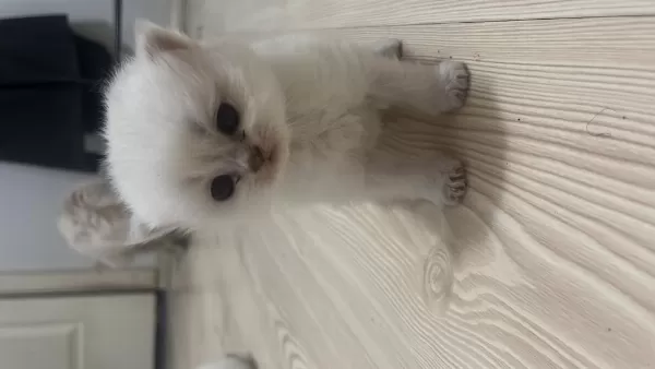British Shorthair (açiklamayi Okuyun)