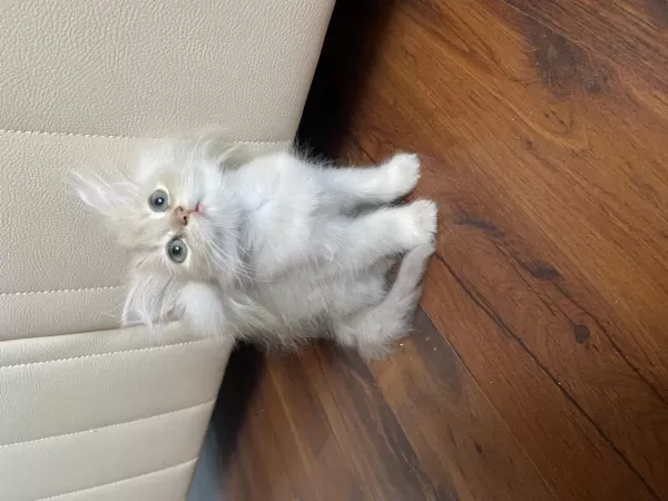 British Longhair Erkek Kedimiz