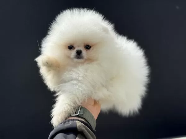 Tea Cup Teddy Face Pomeranian Petmode Den