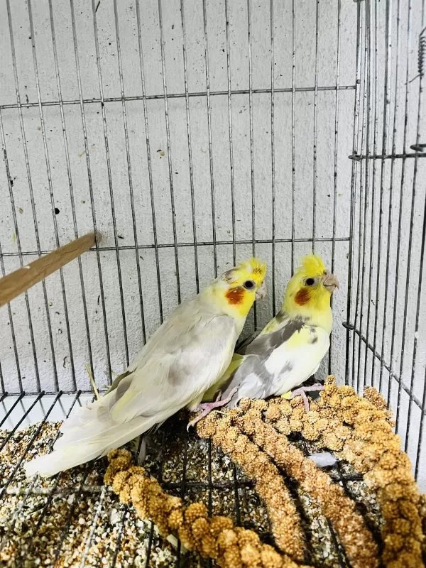 Sultan Papağanlar 3 Adet