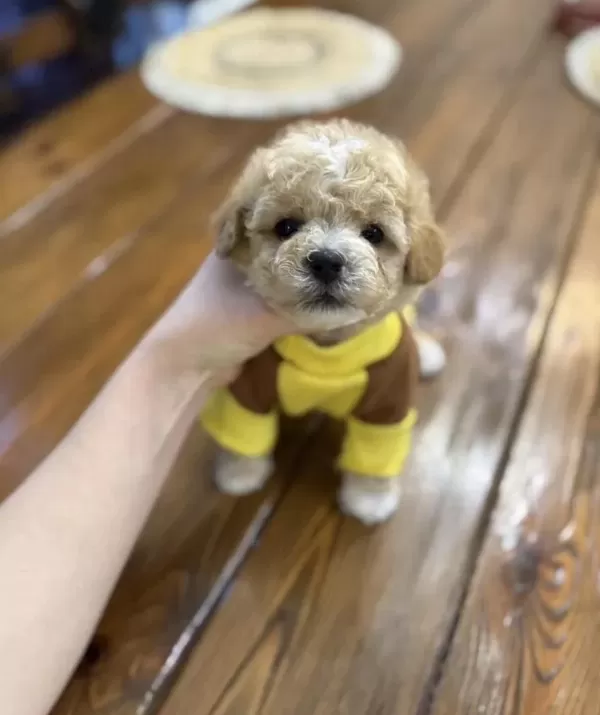 Maltipoo En Özelinin Ailesi Olmak İster Misiniz?