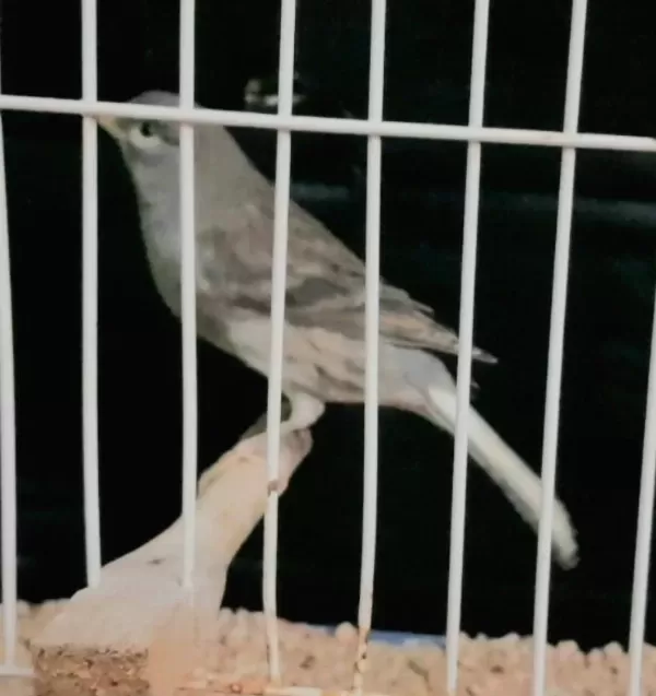 Kanarya Larim Açıklamaları Okuyalım