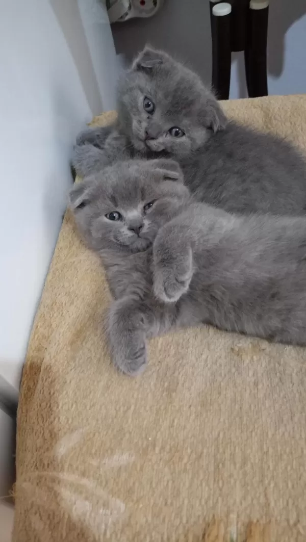 Sahibinden Scottish Fold Yavrular