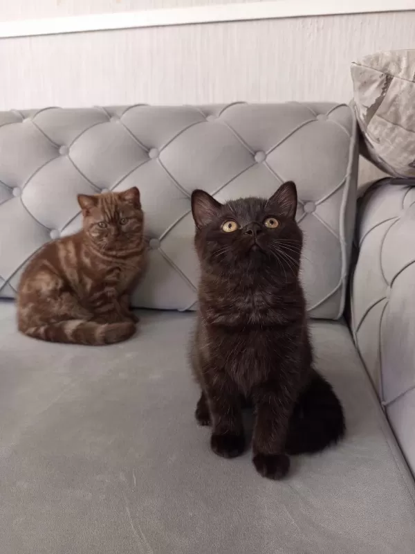 3 Aylık Siyah Ve Kahverengi British Shorthair
