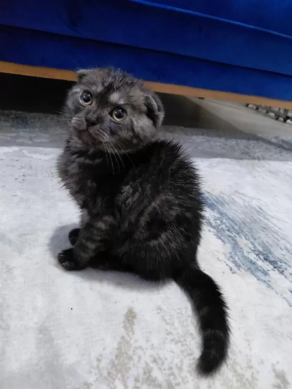 Sahibinden Sahiplendirilecek Scottish Fold