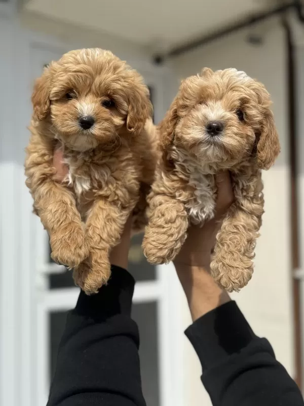 Ankarada Ziyarete Açık Maltipoo Yavrularımız