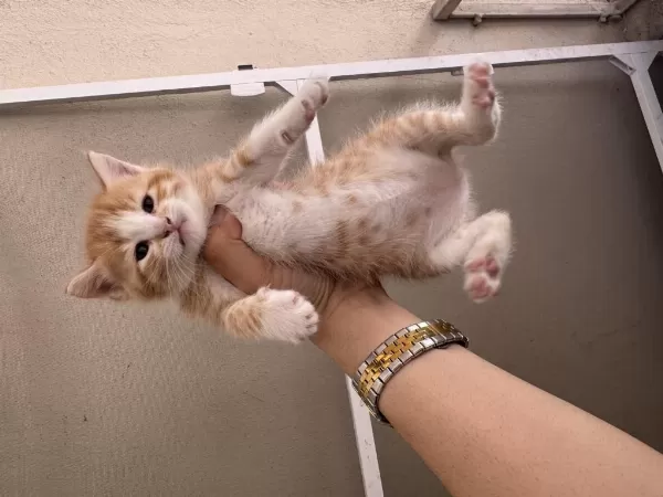 British Longhair Yavruları