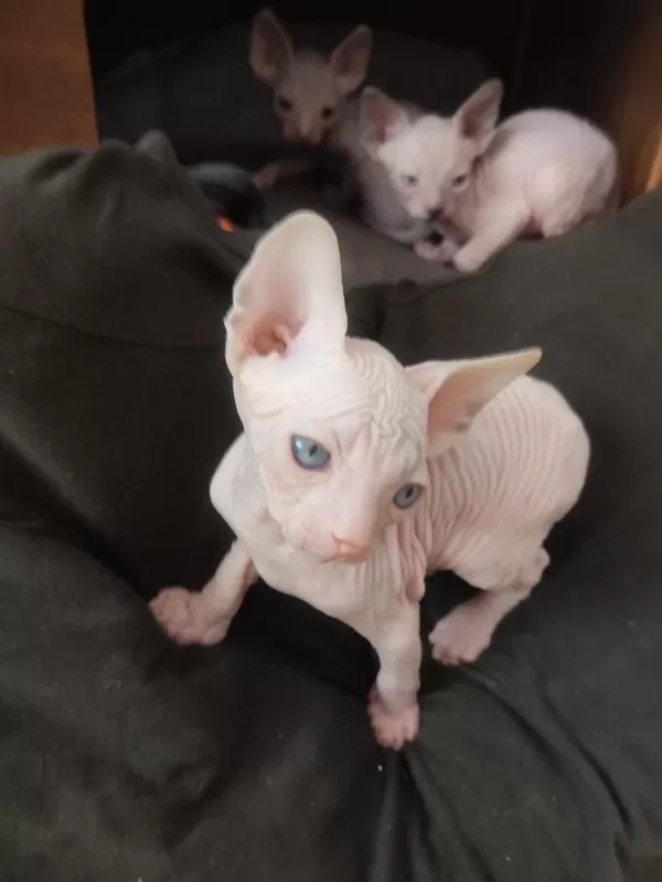 Top Quality Sphynx (pedigreed)