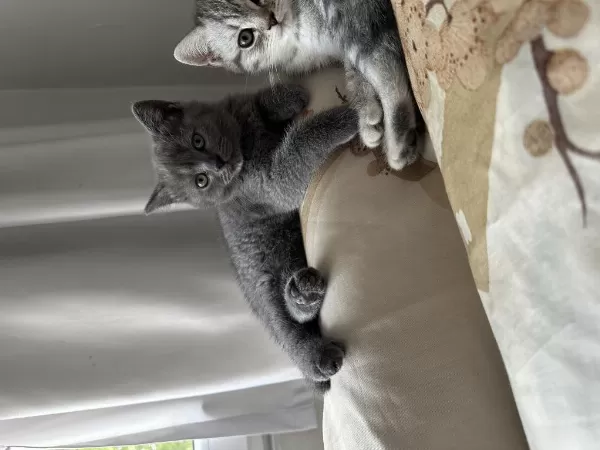 Özel Bakımlı 2 Aylık Dişi British Shorthair