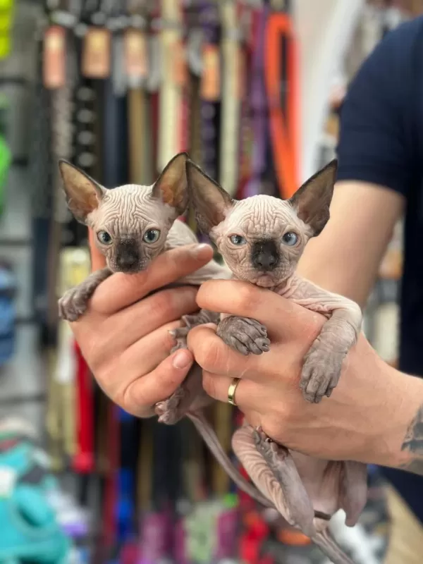 En Saf En Tüysüz En Sağlikli Sphynx Yavrular