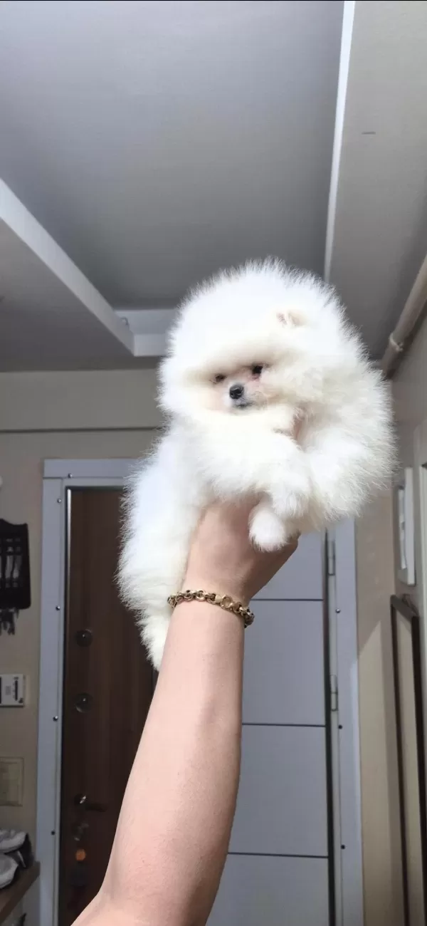 Ayicik Yüz Pomeranian Boo Erkek