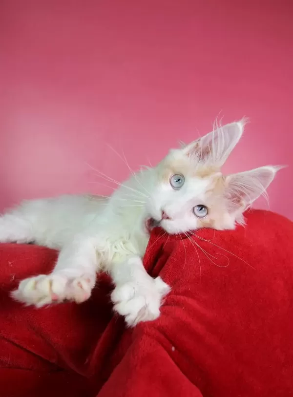 Mavi Gözlü Nadir Maine Coon Erkek
